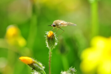 Macro shot of a fly in the garden