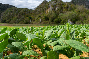 Fototapeta na wymiar Tobacco plantation in Cuba. Close-up of leaves 