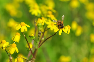 Beautiful  Bee macro in green nature 