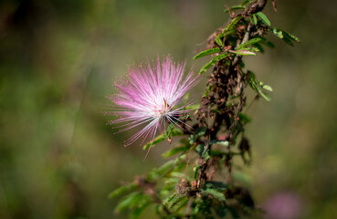 pink flower, caliandra rosa