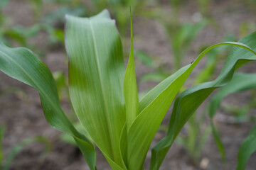 young corn plant with ant on a leaf
