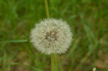 dandelion on green background