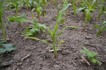 Milpa field with corn, pumpkin and bean plants
