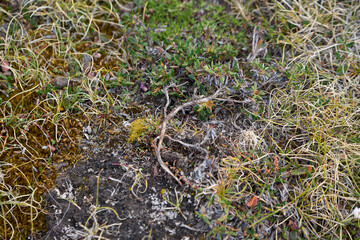 Arctic summer soil with tiny wooden plant roots. Surviving in the Arctic dry desert.
