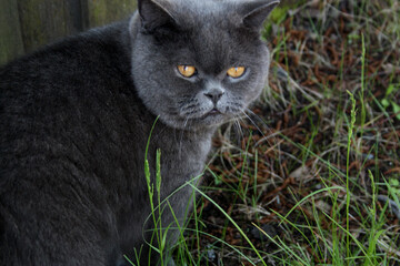 Naklejka na ściany i meble Gray shorthair cat. British cat in the yard. Thoroughbred British.