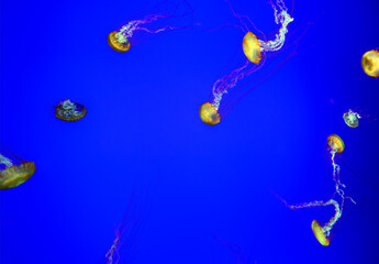 Obraz na płótnie Canvas Lovely decorative small jellyfish