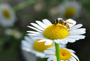 Obraz premium Beautiful Bee macro in green nature 