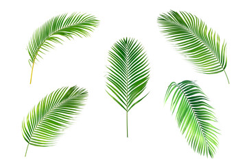 Collection green leaves palm frond
 isolated on white background.tropical foliage