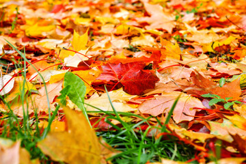 Autumn multicolored maple leaves lie on grass