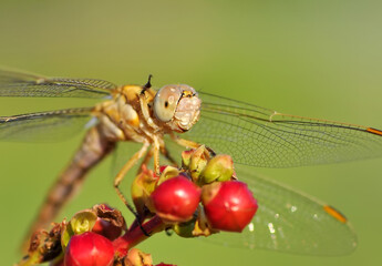 Macro shots, Beautiful nature scene dragonfly.   