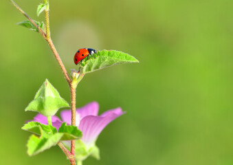 Fototapeta premium Beautiful ladybug on leaf defocused background