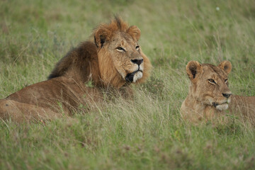 Lion and Lioness Kenya Safari Savanna Mating