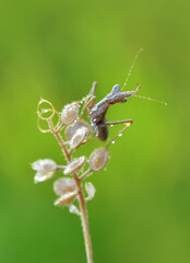 Close up of pair of Beautiful European mantis ( Mantis religiosa )