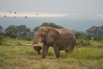 Elephant Big Huge Tusker Amboseli - Big Five Safari -Baby African bush elephant Loxodonta africana