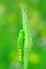 Close up beautiful caterpillar of butterfly  