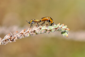 Macro shot of a robber fly in the garden