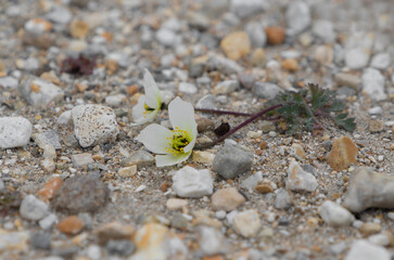 Svalbard poppy, the national flower of Spitsbergen. Blooming in white and yellow. Dry soil with lots of stones.