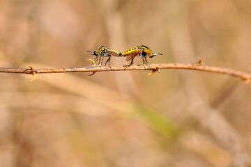 Macro shot of a robber fly in the garden