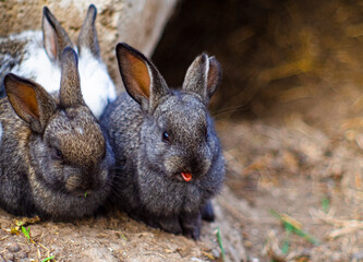 Two wild gray toddler rabbits.