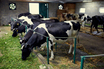 A herd of cows inside a dairy farm eating grass and hay, drinking water.