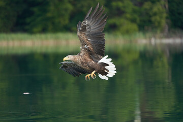 White tailed Eagle Catching eel Raptor Lake Hunting
