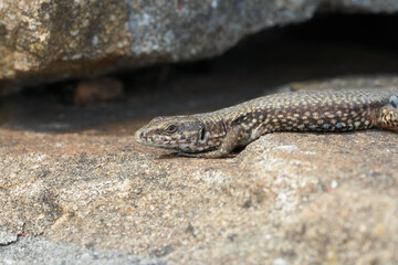 common wall lizard podarcis muralis Reptile Close up Portrait Clear