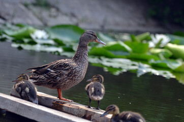 Duck family.Duck and ducklings on the pond. Eastern Europe