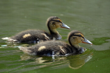 Duck family.Duck and ducklings on the pond. Eastern Europe