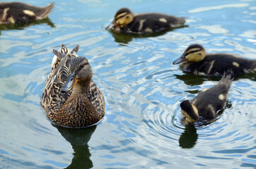 Duck family.Duck and ducklings on the pond. Eastern Europe