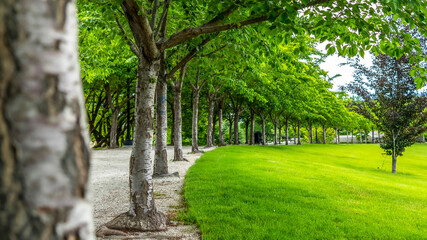 Panorama frame Trees with white barks and vibrant green leaves lining a road and vast lawn