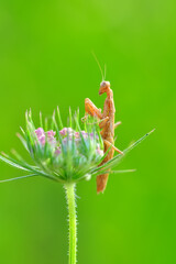 Close up of pair of Beautiful European mantis ( Mantis religiosa )