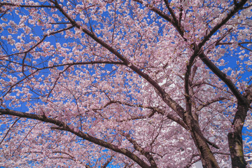 帷子川の満開の桜と街並み