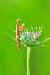 Close up of pair of Beautiful European mantis ( Mantis religiosa )