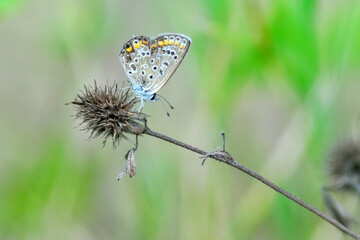 Closeup beautiful butterfly sitting on the flower in a summer garden