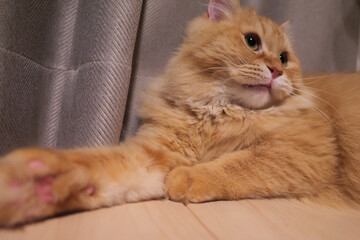 手をのばして遊ぶ猫のマンチカン