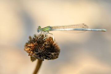 Macro shots, Beautiful nature scene dragonfly.   