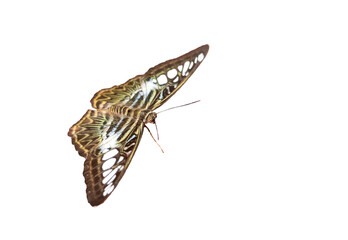 Bengal clipper butterfly, parthenos sylvia, blue-green and brown