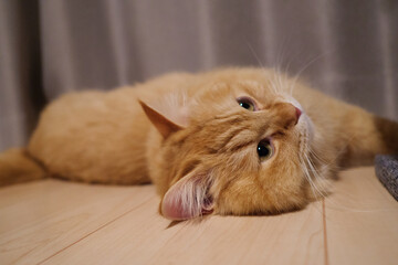Fototapeta na wymiar 寝っ転がる猫のマンチカン