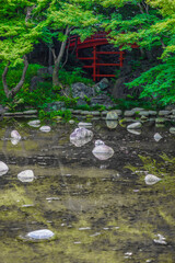 小石川後楽園の新緑