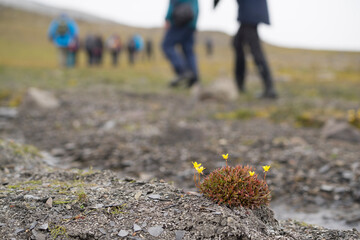 Spitsbergen, Norway, June 21, 2018: Yellow flower on the ground during the Arctic summer. Walking...
