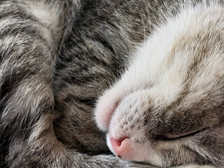 Naklejka na ściany i meble Sleeping cat nose and mouth close up