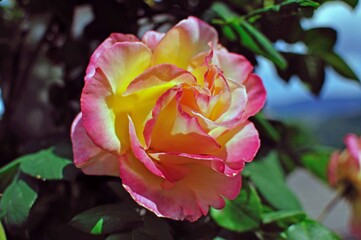 Rosa Jule Verne