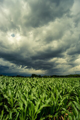corn field that meets the storm