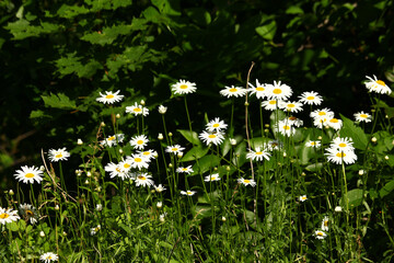 Color photo of a camomile field. White flowers in nature. Medicinal plant with anti-inflammatory properties.