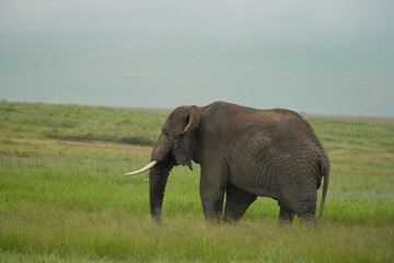 Naklejka na ściany i meble Elephant Big Huge Tusker Amboseli - Big Five Safari -Baby African bush elephant Loxodonta africana