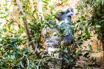 Holiday in Australia view of Animal in Sydney Zoo view