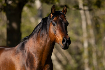 Brauner Vollblutaraber Hengst auf der Weide