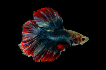 Colorful betta fish, siamese fighting fish isolated on black.