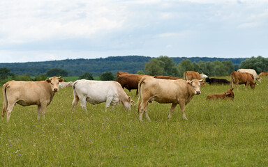Fototapeta na wymiar petit troupeau vaches au pâturage