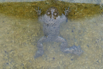 Yellow Bellied Toad Bombina Variegata Portrait Golden Eyes with Black Heart